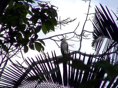 050220 aa Harpy eagle Rio Grande.jpg