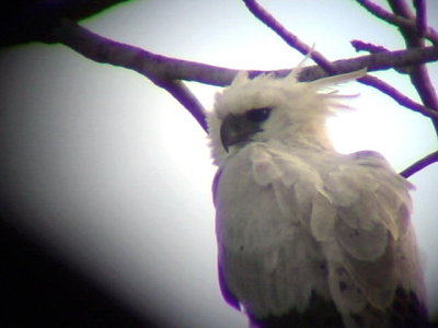 050220 b Harpy eagle Rio Grande.jpg