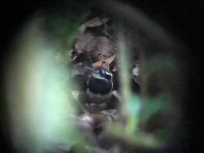 050220 ooo Ferruginous-backed antbird Rio Grande.jpg