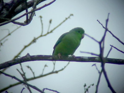050220 ttt Green-rumped parrotlet  Parador Taguapire El Palmar.jpg