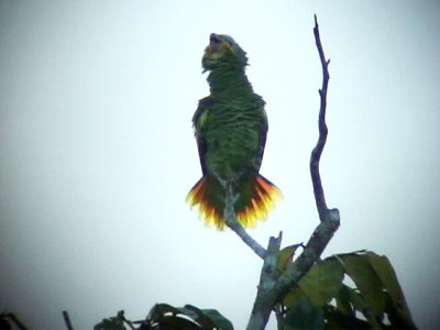 050221 aaa Orange-winged parrot Rio Grande.jpg