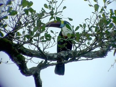 050221 dddd White-throated toucan  Rio Grande.jpg