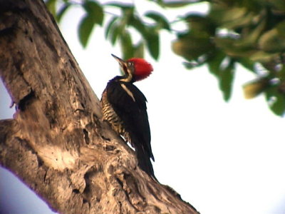 050221 iii Lineated woodpecker Rio Grande.jpg