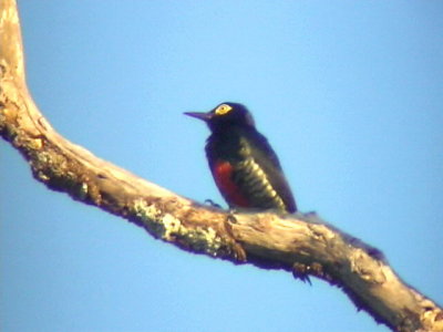 050222 u Yellow-tufted woodpecker km 88 Rd Las Claritas.jpg