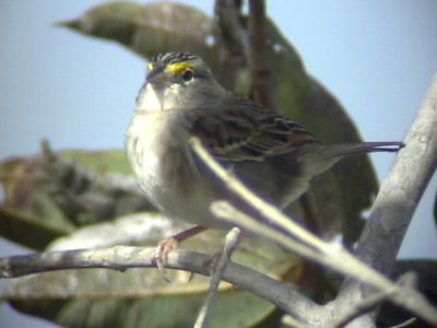 050224 ee Grassland sparrow La Gran Sabana.jpg