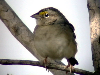 050224 f Grassland sparrow La Gran Sabana.jpg