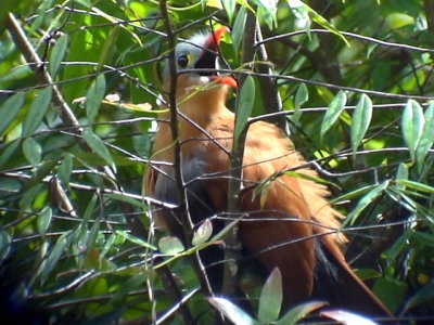 050225 hhh Black-bellied cuckoo Guyana trail.jpg