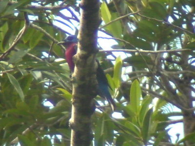 050225 s Purple-breasted cotinga Guyana trail.jpg