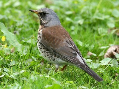 Bjrktrast - Fieldfare (Turdus pilaris)