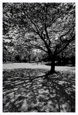 Tree-mendous Shadows