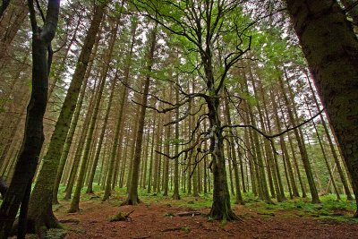 Countesswells Forest