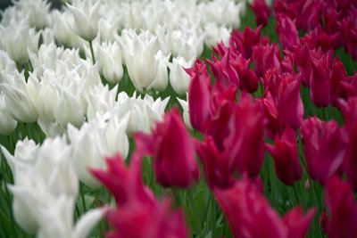 Keukenhof  Kaleidoscope