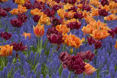 Keukenhof  Tulips