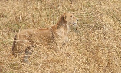 Le roi lion Parc du Pandjari