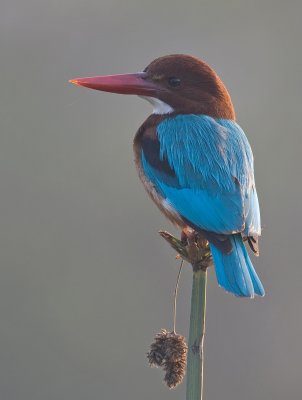 White-breasted kingfisher, Bharatpur