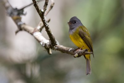 Grey-headed canary flycatcher, Ooty