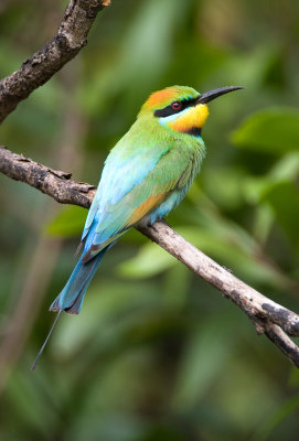Rainbow bee-eater, Cairns