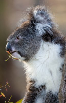 Koala, Magnetic island