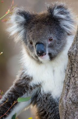 Koala, Magnetic island