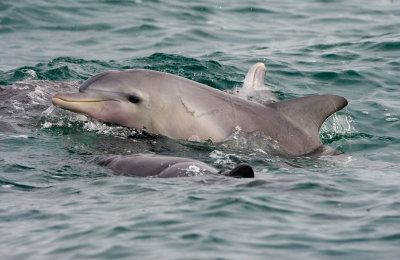 Indo-pacific bottlenose dolphin