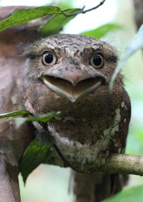 Ceylon frogmouth, India