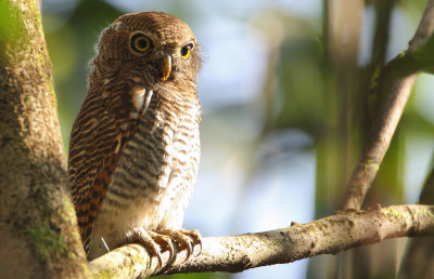 Jungle owlet, India