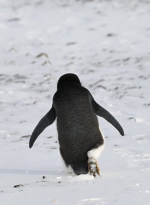 Adelie penguin, Antarctica
