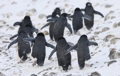 Adelie penguins, Antarctica