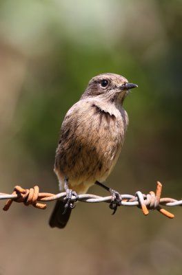 Pied bushchat, Ooty