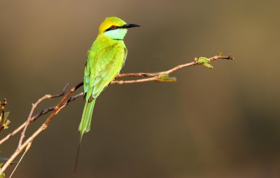 Little green bee-eater, India