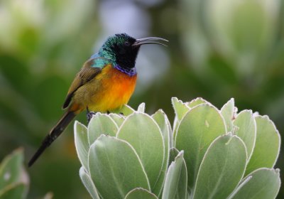 Orange-breasted sunbird, South-Africa