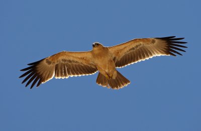 Tawny eagle, Botswana