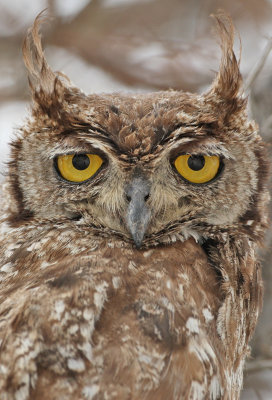 Spotted eagle owl, Namibia