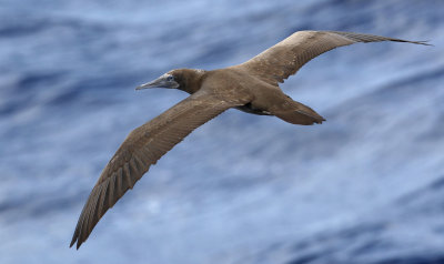 Brown booby, Ascension island