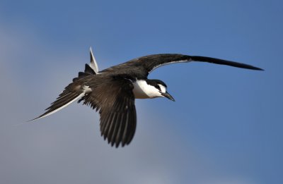 Sooty tern, Ascension island