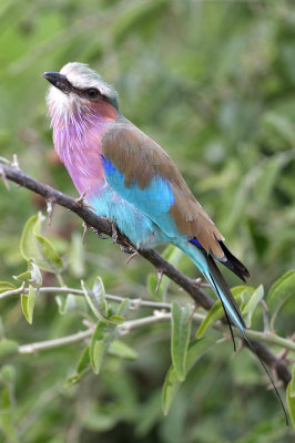 Lillac-breasted roller, Botswana