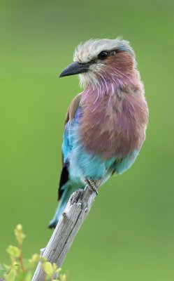 Lillac-breasted roller, Botswana