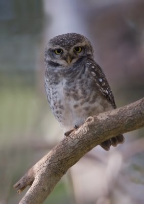 Spotted owlet, India