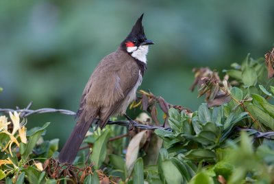 Red-wiskered bulbul, Ooty