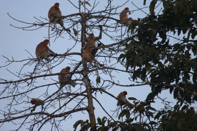 Proboscis monkey, Kinabantangan