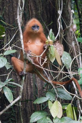 Red leaf monkey, Danum valley