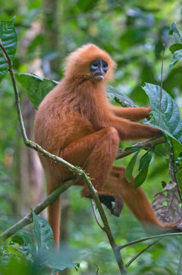 Red leaf monkey, Danum valley