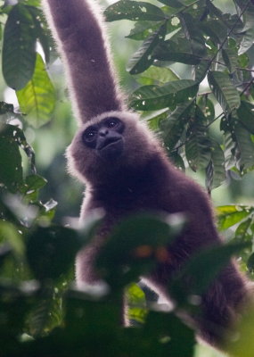 Bornean gibbon, Danum valley