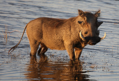 Warthog, Chobe