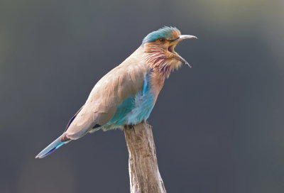 Indian roller, India