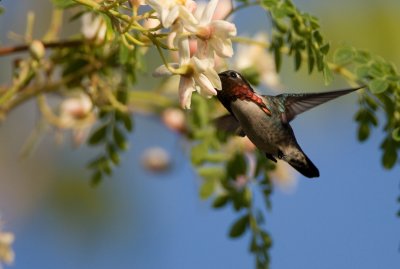 Bee hummingbird, Cuba