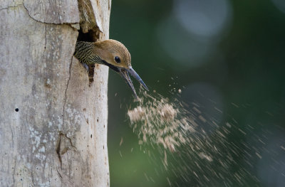 Fernandina's flicker, Cuba