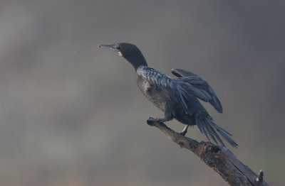 Little cormorant, Bharatpur
