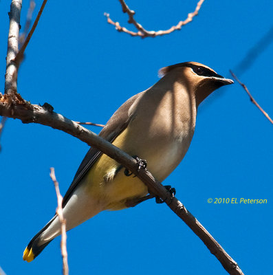 Cedar Waxwing just weren't crazy about being photographed, but got one anyway.