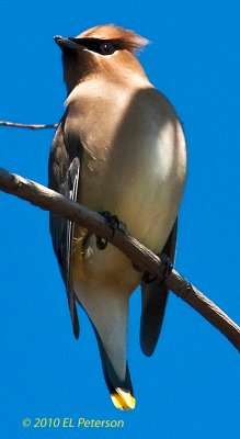 Cedar Waxwing, are a pretty bird when you get to see them up close.